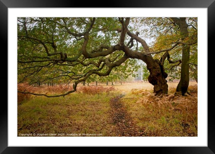 Tree Arch Framed Mounted Print by Stephen Oliver