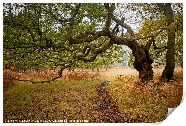 Tree Arch Print by Stephen Oliver