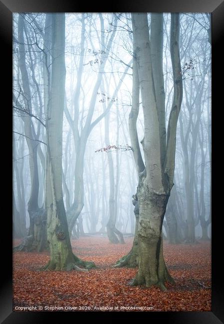 Cool Forest Framed Print by Stephen Oliver
