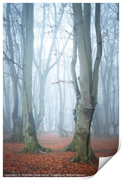 Cool Forest Print by Stephen Oliver