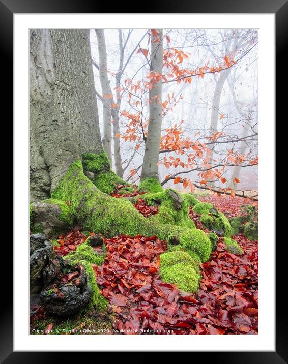 Rooted Framed Mounted Print by Stephen Oliver