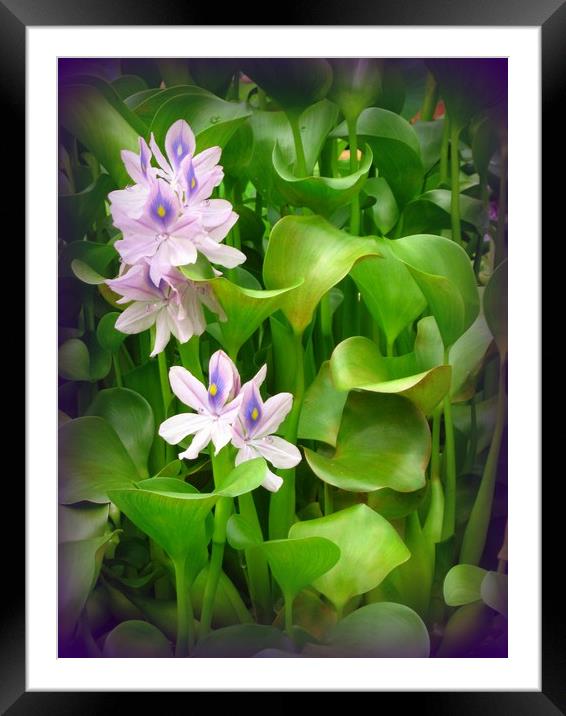 Water Plants in purple. Framed Mounted Print by Heather Goodwin