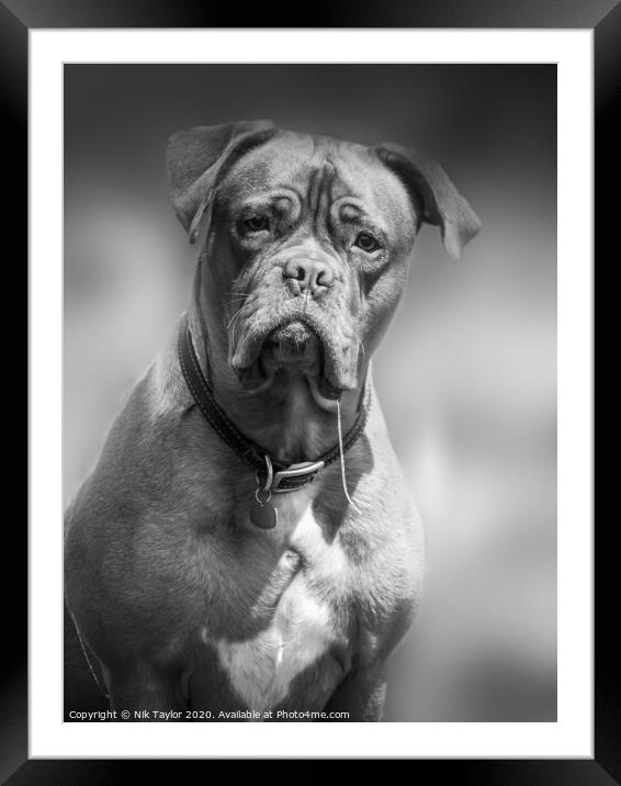 Animal dog Framed Mounted Print by Nik Taylor