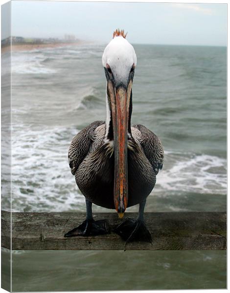 Pelican Face Canvas Print by Kathleen Stephens