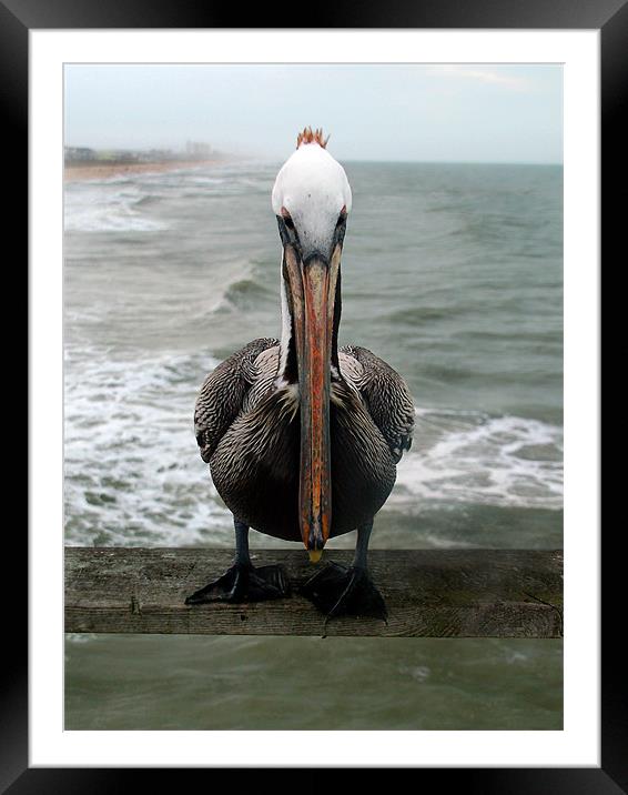 Pelican Face Framed Mounted Print by Kathleen Stephens