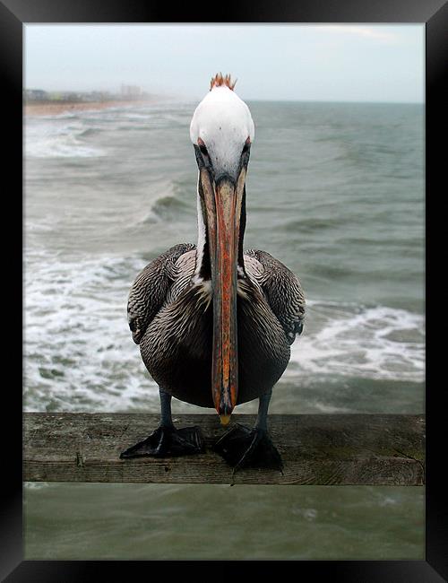 Pelican Face Framed Print by Kathleen Stephens