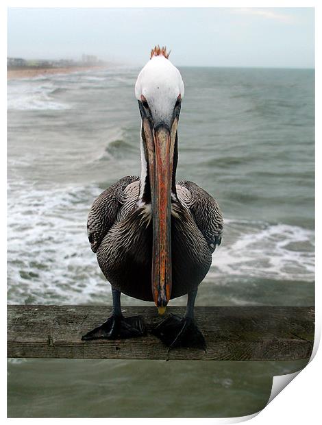 Pelican Face Print by Kathleen Stephens