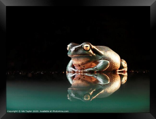 Happy frog Framed Print by Nik Taylor