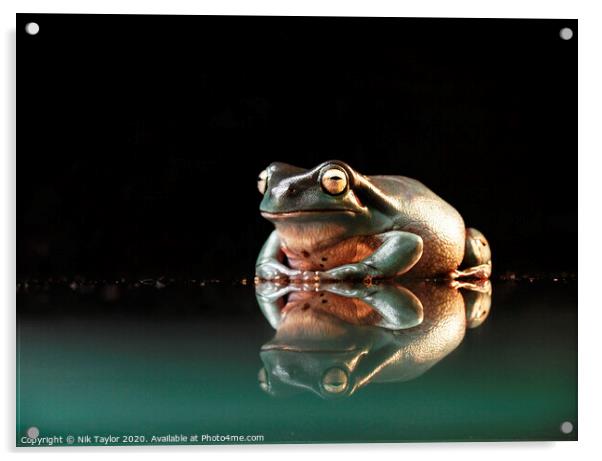 Happy frog Acrylic by Nik Taylor