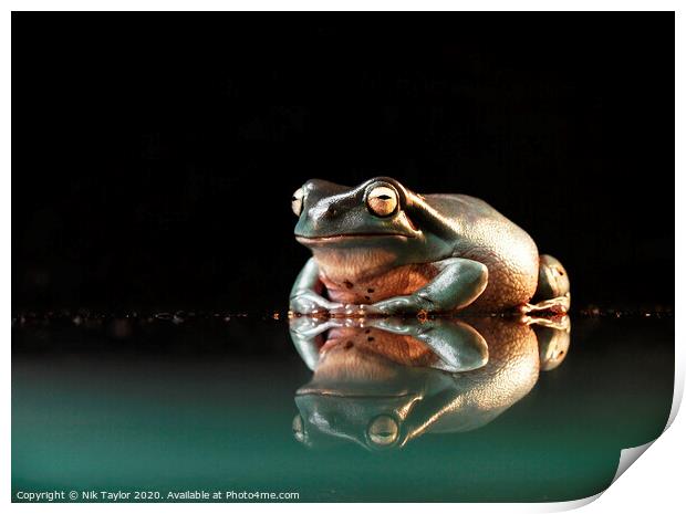 Happy frog Print by Nik Taylor
