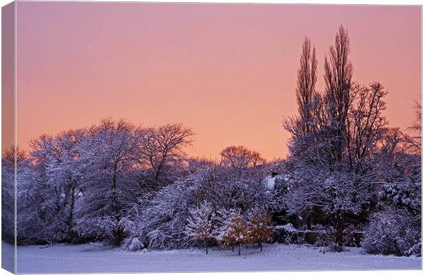 Snow Scene at Sunrise Canvas Print by David Pringle