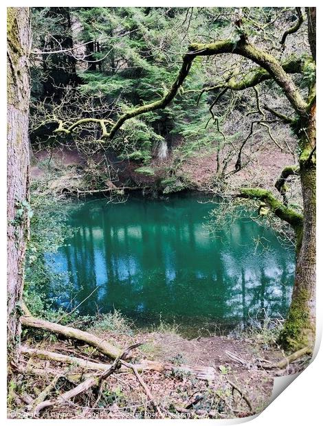 Forestry pool Print by Gaynor Ball
