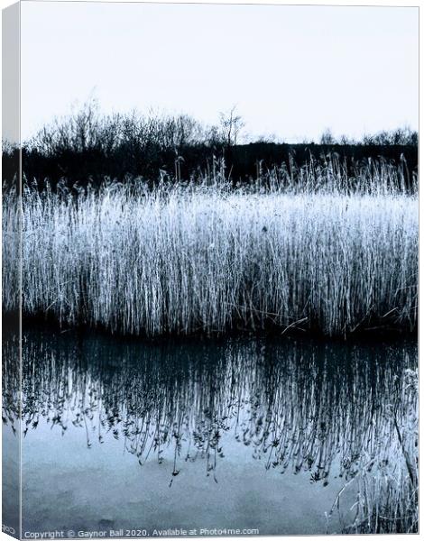 Outdoor waterside reeds Canvas Print by Gaynor Ball