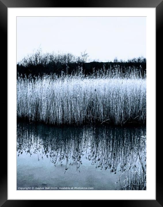 Outdoor waterside reeds Framed Mounted Print by Gaynor Ball
