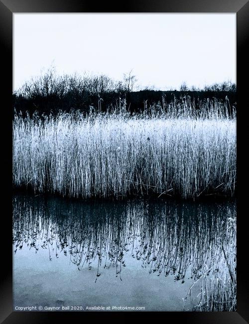 Outdoor waterside reeds Framed Print by Gaynor Ball