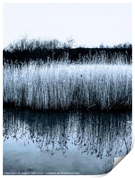 Outdoor waterside reeds Print by Gaynor Ball