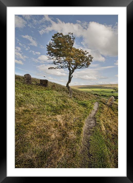 Lonesome Tree Framed Mounted Print by Eddie John