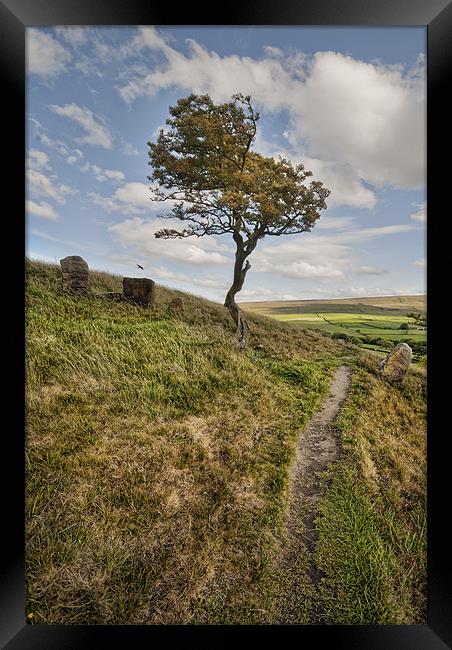 Lonesome Tree Framed Print by Eddie John