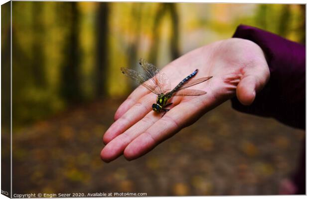 Dragonfly on Hand at Forest Canvas Print by Engin Sezer