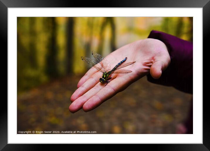 Dragonfly on Hand at Forest Framed Mounted Print by Engin Sezer