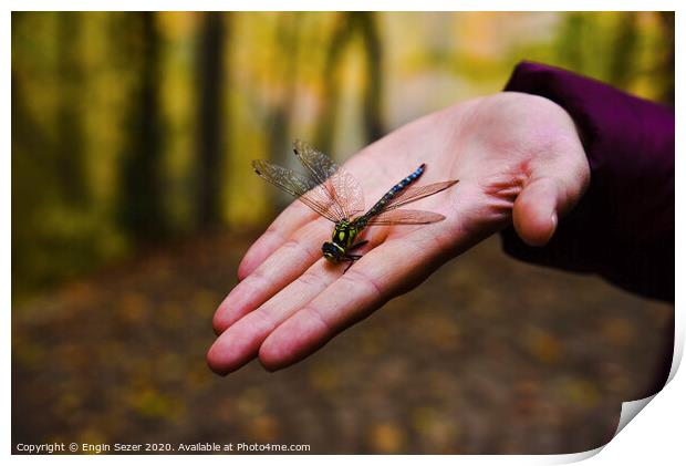 Dragonfly on Hand at Forest Print by Engin Sezer