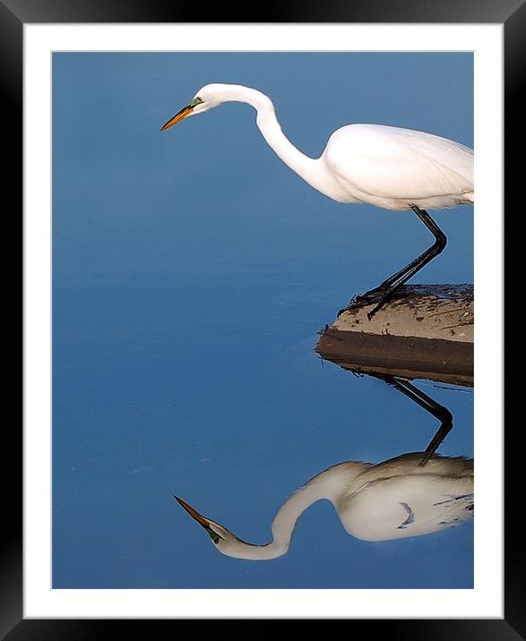 Mirrored Egret Framed Mounted Print by Kathleen Stephens
