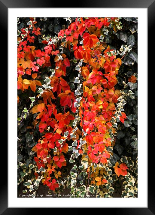Red autumn leaves of an ivy Framed Mounted Print by Engin Sezer