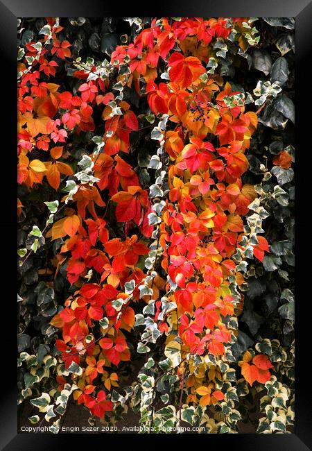 Red autumn leaves of an ivy Framed Print by Engin Sezer