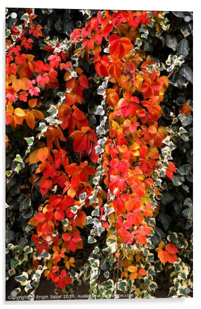 Red autumn leaves of an ivy Acrylic by Engin Sezer