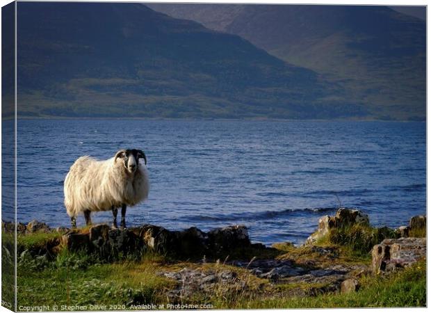 Sheep's Shore Canvas Print by Stephen Oliver