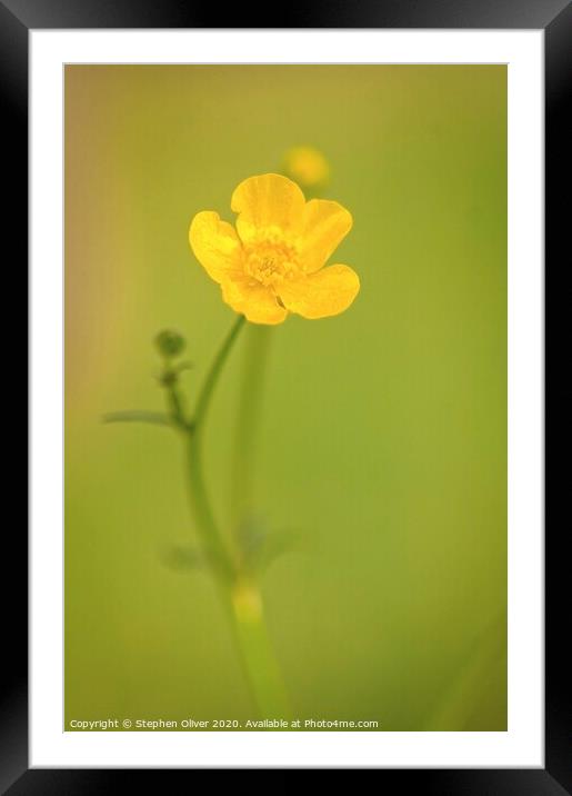 A Lone Buttercup  Framed Mounted Print by Stephen Oliver