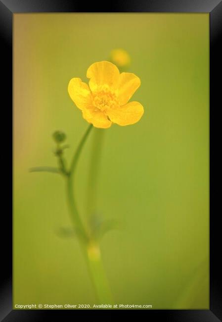 A Lone Buttercup  Framed Print by Stephen Oliver