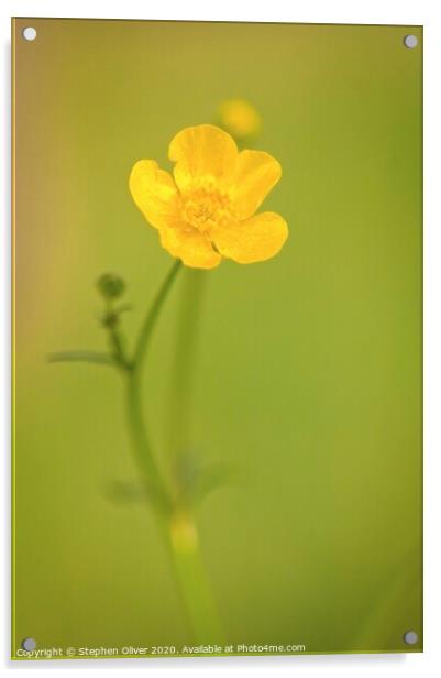 A Lone Buttercup  Acrylic by Stephen Oliver