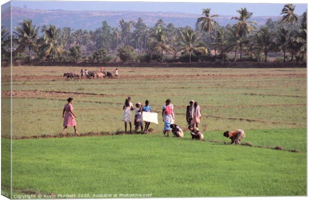 Rice field of Goa Canvas Print by Kevin Plunkett
