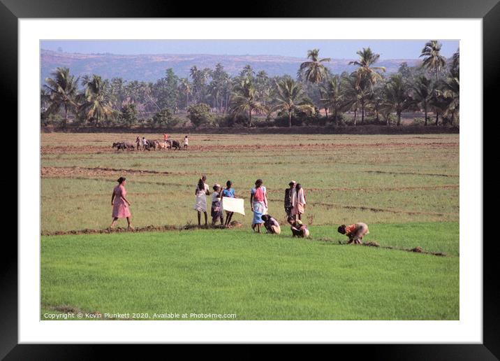 Rice field of Goa Framed Mounted Print by Kevin Plunkett