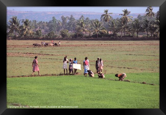 Rice field of Goa Framed Print by Kevin Plunkett