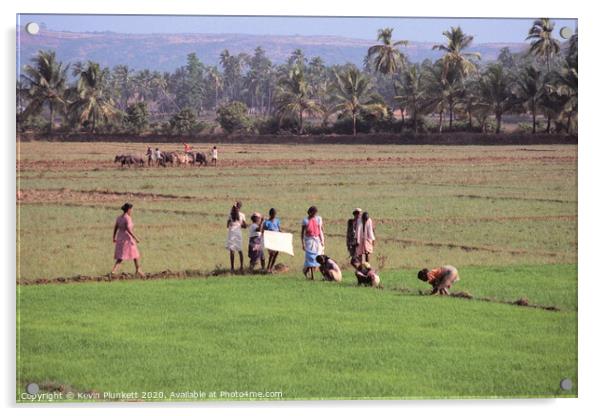 Rice field of Goa Acrylic by Kevin Plunkett