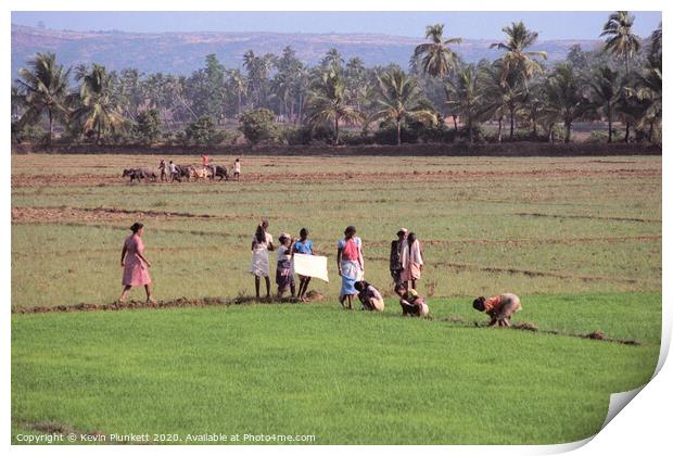 Rice field of Goa Print by Kevin Plunkett