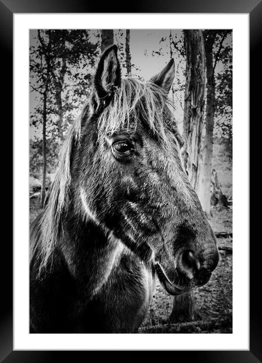 Konik Pony Framed Mounted Print by Jeremy Sage