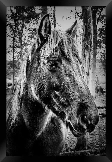 Konik Pony Framed Print by Jeremy Sage