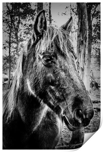 Konik Pony Print by Jeremy Sage
