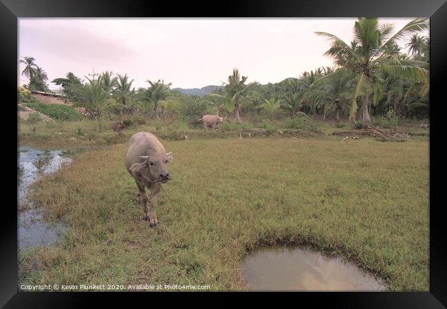 Water buffalo Koh Samui, Thailand Framed Print by Kevin Plunkett