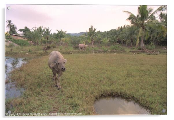 Water buffalo Koh Samui, Thailand Acrylic by Kevin Plunkett