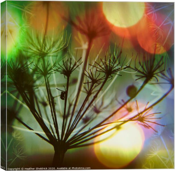 Meadowsweet Skeletons with Colourful Bokeh Canvas Print by Heather Sheldrick