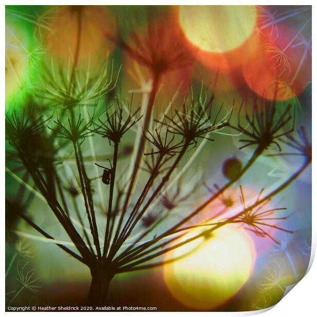 Meadowsweet Skeletons with Colourful Bokeh Print by Heather Sheldrick