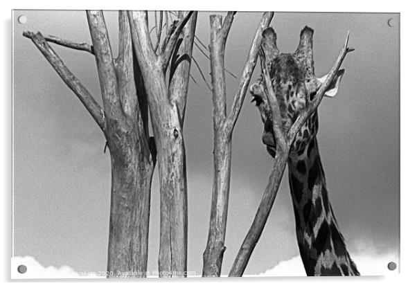 Giraffe at London Zoo Acrylic by Kevin Plunkett