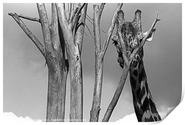 Giraffe at London Zoo Print by Kevin Plunkett