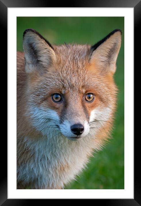 A close up of a red fox Framed Mounted Print by Vicky Outen