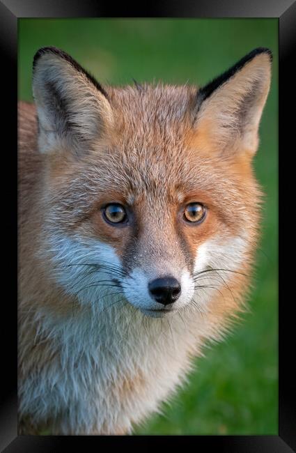 A close up of a red fox Framed Print by Vicky Outen