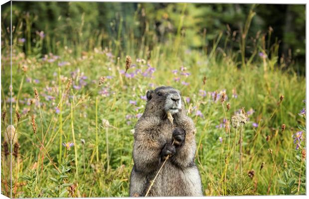 Hoary Marmot's Dinner Among the Flowers Canvas Print by Belinda Greb